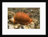 Translucent Tapering Cowrie by Anonymous