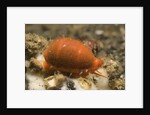 Translucent Tapering Cowrie by Anonymous