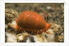 Translucent Tapering Cowrie by Anonymous
