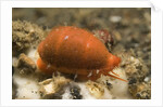 Translucent Tapering Cowrie by Anonymous