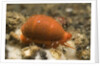 Translucent Tapering Cowrie by Anonymous