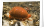 Translucent Tapering Cowrie by Anonymous