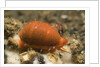 Translucent Tapering Cowrie by Anonymous
