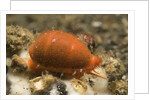 Translucent Tapering Cowrie by Anonymous