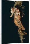 Common Seahorse by Anonymous