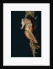 Common Seahorse by Anonymous