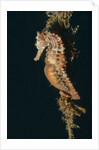 Common Seahorse by Anonymous