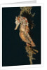 Common Seahorse by Anonymous