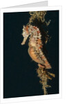Common Seahorse by Anonymous