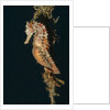 Common Seahorse by Anonymous