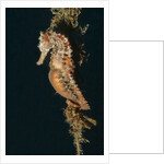 Common Seahorse by Anonymous