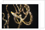 Wunderpuss Octopus free swimming by Anonymous