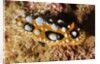 Ocellated Phyllidia Nudibranch by Anonymous