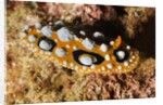 Ocellated Phyllidia Nudibranch by Anonymous