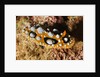 Ocellated Phyllidia Nudibranch by Anonymous