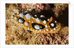 Ocellated Phyllidia Nudibranch by Anonymous