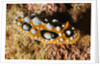 Ocellated Phyllidia Nudibranch by Anonymous