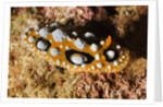 Ocellated Phyllidia Nudibranch by Anonymous