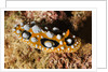 Ocellated Phyllidia Nudibranch by Anonymous