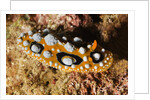 Ocellated Phyllidia Nudibranch by Anonymous