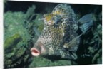 Honeycomb Cowfish by Anonymous