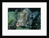 Honeycomb Cowfish by Anonymous