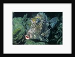 Honeycomb Cowfish by Anonymous
