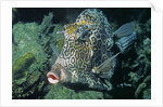 Honeycomb Cowfish by Anonymous