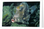 Honeycomb Cowfish by Anonymous