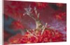 Bull Hydroid Crab by Anonymous