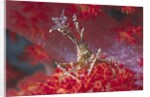 Bull Hydroid Crab by Anonymous
