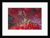 Bull Hydroid Crab by Anonymous