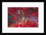 Bull Hydroid Crab by Anonymous