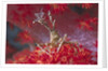 Bull Hydroid Crab by Anonymous