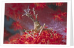 Bull Hydroid Crab by Anonymous