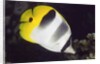Pacific Double-Saddled Butterflyfish by Anonymous