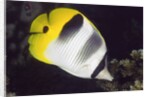Pacific Double-Saddled Butterflyfish by Anonymous