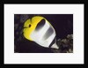 Pacific Double-Saddled Butterflyfish by Anonymous