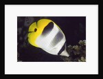 Pacific Double-Saddled Butterflyfish by Anonymous