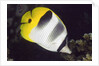 Pacific Double-Saddled Butterflyfish by Anonymous