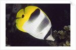Pacific Double-Saddled Butterflyfish by Anonymous