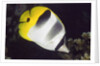 Pacific Double-Saddled Butterflyfish by Anonymous