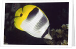 Pacific Double-Saddled Butterflyfish by Anonymous