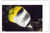 Pacific Double-Saddled Butterflyfish by Anonymous