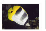 Pacific Double-Saddled Butterflyfish by Anonymous