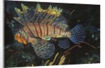 Common Lionfish by Anonymous