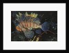 Common Lionfish by Anonymous