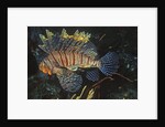 Common Lionfish by Anonymous