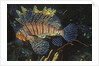 Common Lionfish by Anonymous
