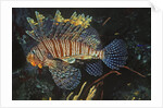 Common Lionfish by Anonymous
